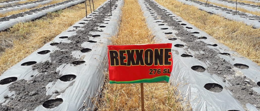 WhatsApp Image 2019-07-17 at 3.22.03 AM